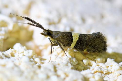 Eidophasia messingiella